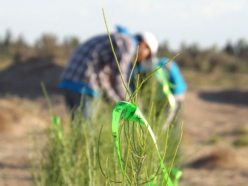 7��14����������ҁ��������֌���ٛ�ߵľG�z��ϵ��������������ͽz����ꖹ����ҫ���W���Gɫ�Ĺ�â��