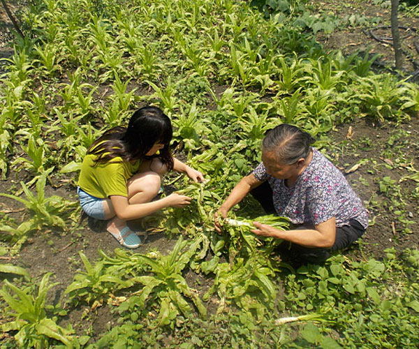 ��������æ�_�y��ժ�Ĳ˲��ϸ���ժ��Ч�ʵ�����(j��ng)�^������Ϥ��ָ��(d��o)���ܿ��(du��)�T���M(j��n)���ˠ�B(t��i)��