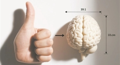 “拇指越長(zhǎng)，腦子越大”是真的嗎