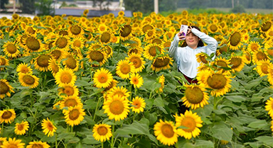 向日葵花開(kāi)引游人