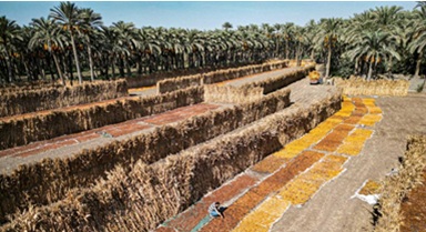 埃及：椰棗收獲季