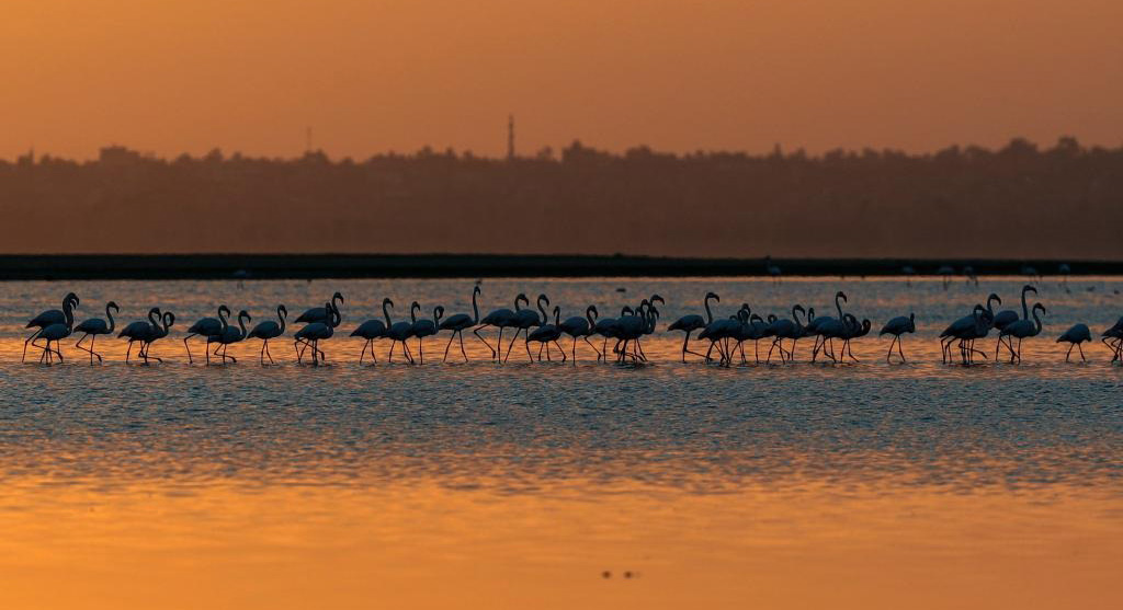 埃及：火烈鳥越冬加龍湖